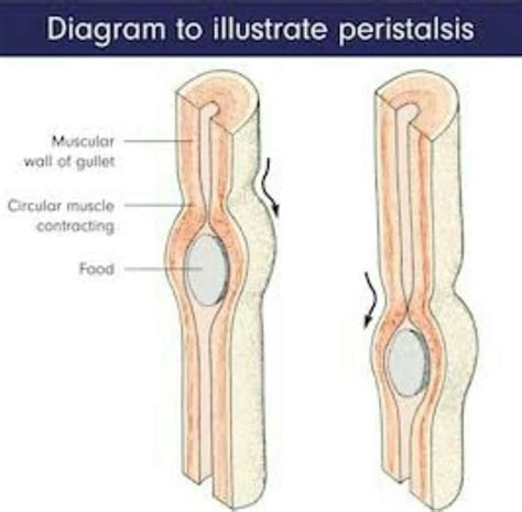 What Is Peristalsis Explain With The Help Of A Diagram