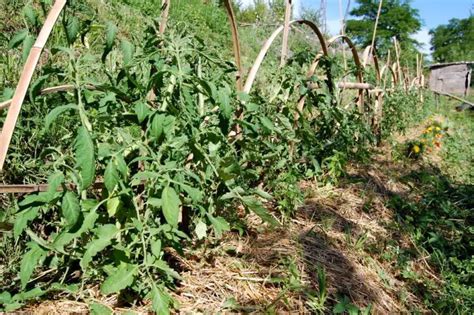 Quelles Tomates Sans Tuteur Mamansanta