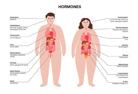 Human Hormones Photograph by Pikovit / Science Photo Library - Fine Art ...