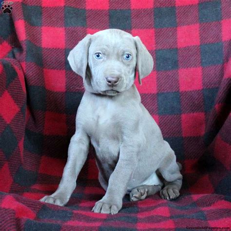 Weimaraner Puppies For Sale | Greenfield Puppies