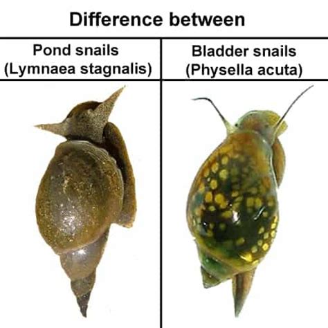 Snail identification (picture) - The Planted Tank Forum Snail Tank ...