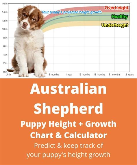 Australian Shepherd Height Growth Chart How Tall Will My Australian