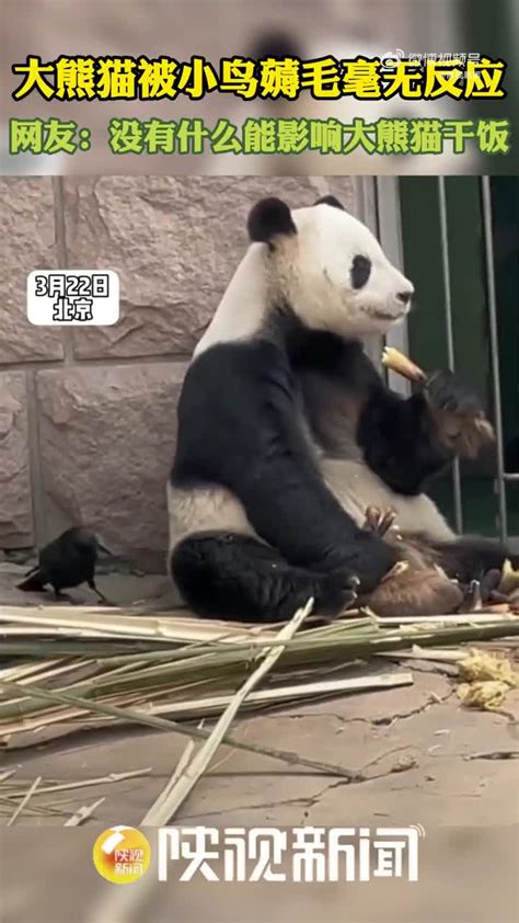 一整个大反差！小鸟偷摸薅毛大熊猫淡定干饭 手机新浪网