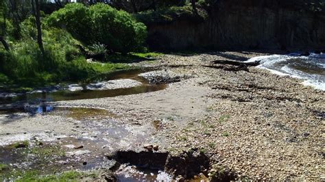 Foreshore erosion marches on – Tambo Bluff Landcare Coastcare