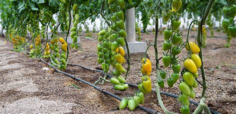 El biocontrol en agricultura JISA Fertilizantes agrícolas