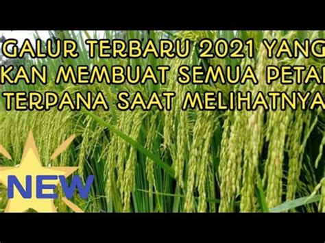 PADI SNI GALUR TERBARU DI THN 2021 DARI NISAM ACEH YouTube