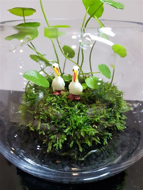 Wabi Kusa Indoor Plants Office Plants Aquatic Gift Terrarium