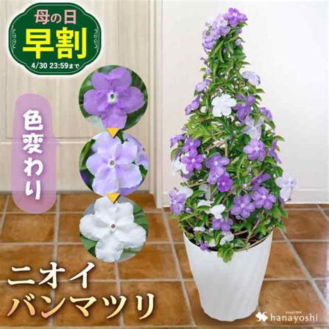 早割 母の日 鉢植え 花 プレゼント 2023 送料無料 ニオイバンマツリ タワー仕立て 59〜514の間にお届け 母の日 花 寄せ植え 鉢 花鉢 珍の通販はau Pay マーケット