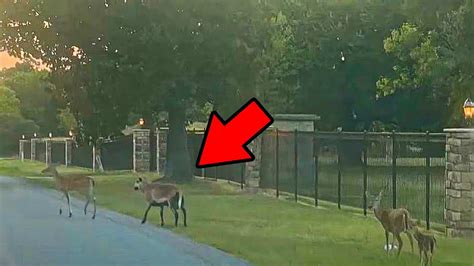 Womans Filming Deer Crossing Road When She Spots Funny ‘imposter In The Group Youtube