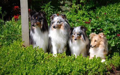 Mejores Razas De Perros