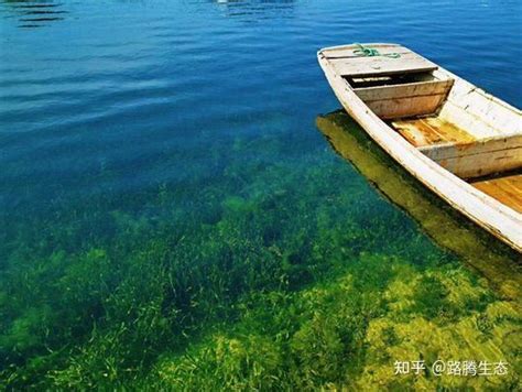 河道湿地生态治理技术 知乎