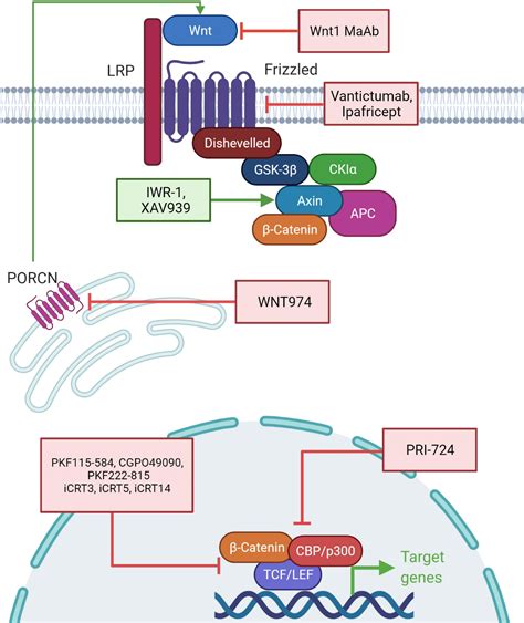 Frontiers Epigenetic Regulation of the Wnt β Catenin Signaling