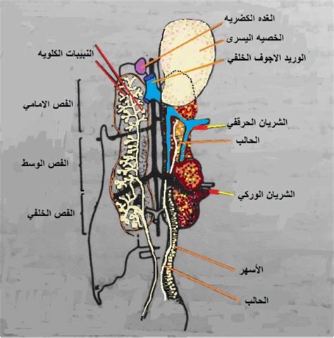 الجهاز التناسلي البولي ألموقع ألعربي ألتعليمي للدواجن