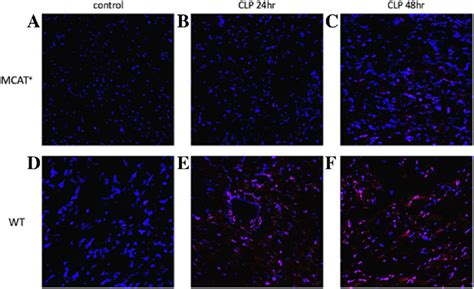 Photomicrographs Of Heart Sections Stained With Dihydroethidium Dhe