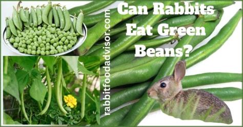 Can Rabbits Eat Green Beans Everything You Need To Know