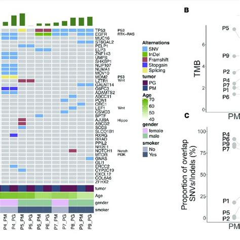 Somatic Mutation Spectrum And Changes Of Mutation Abundance Before