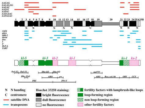 Drosophila Melanogaster Diagram