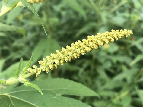 Wisconsin Wildflower Giant Ragweed Ambrosia Trifida