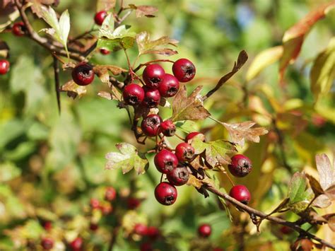 Kostenlose foto Baum Natur Ast blühen Frucht Beere Blatt Blume