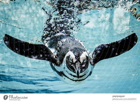 Humboldt Penguin In The Water A Royalty Free Stock Photo From Photocase