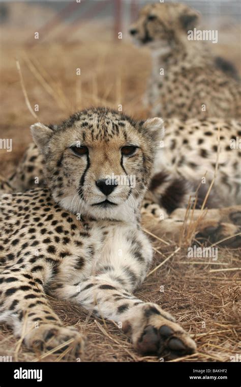 A Cheetah Lies Down In A Wildlife Park In Gauteng Province Of South