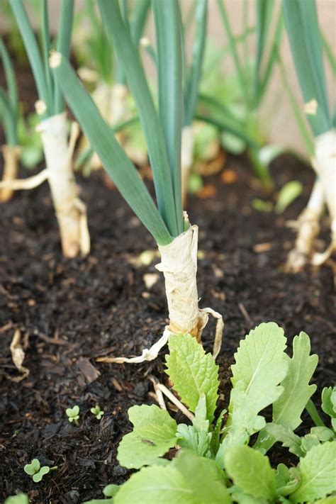 Beginners Guide Best Veggies And Herbs To Start An Indoor Garden