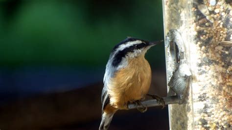 Canadians love birding: Tips for feeding feathered friends in winter ...