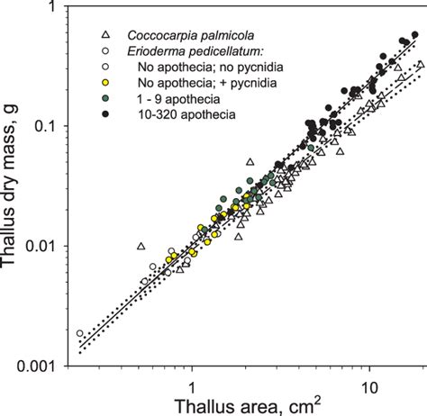 Relationships Between Thallus Dry Mass Dm And Thallus Area A In