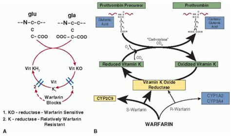 Vitamin K Antagonists: Biochemistry, Pharmacology, and Management | Oncohema Key