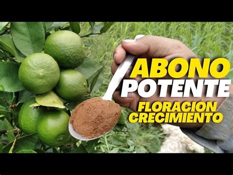 Abono para cítricos descubre el mejor ideal para tus plantas