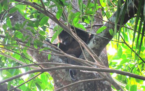 Bear Cuscus Indonesia Dave Telford Flickr