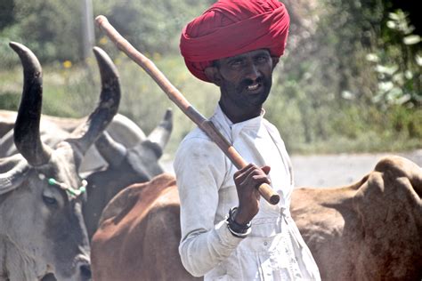 Northern India Cattle Herder In Power Turban Patricia Sheridan Turban Cattle Sheridan