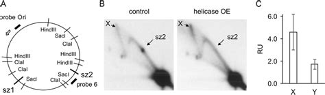 Analysis Of Mtdna Replication Intermediates From Schneider S2 Cells