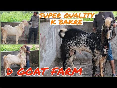 D GOAT FARM KA NAYAB COLLECTION QUALITY KA BAKRE LO OR SHAUK KARO