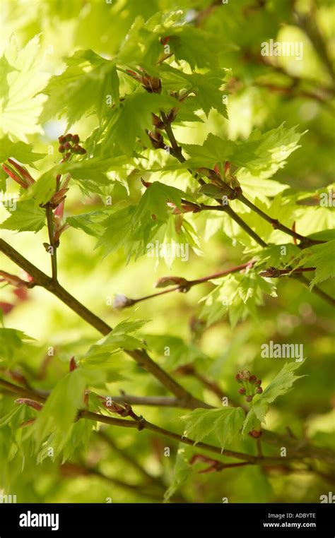 Acer Japonicum Aureum Japanese Golden Acer showing spring leaves Stock ...