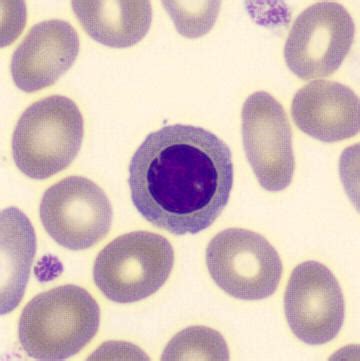 Orthochromatische Erytroblast CellWiki