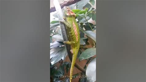 Lizard Giving Birth Youtube Short Video So Amazing Must Watch Youtube