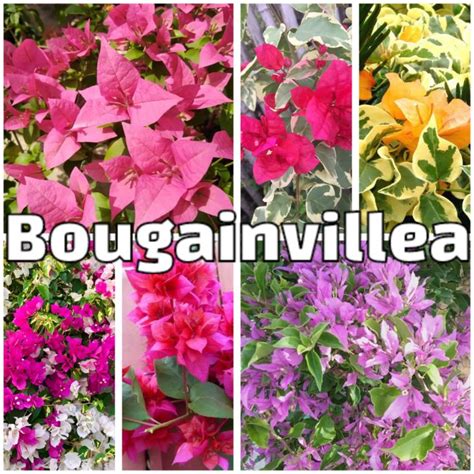 Rare Bougainvillea Cuttings With Freebies Limited Stocks Only