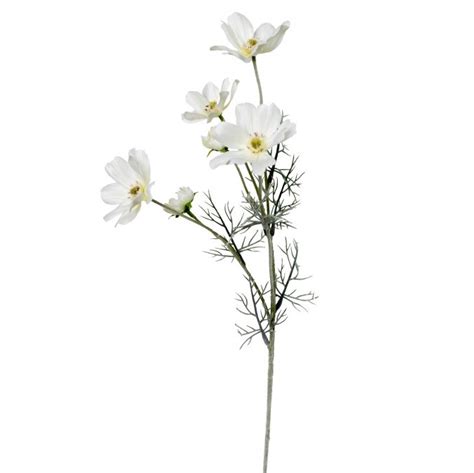 Cosmos Wild Flower White Cm Desflora