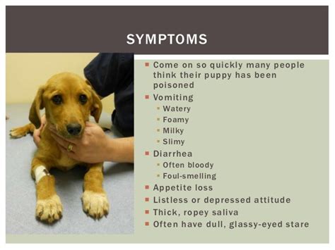 Vomiting dogs symptoms, pitbull puppy care