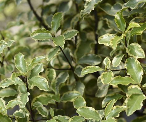 Best fragrant hedge plants: 6 shrubs for scented boundaries | Homes and