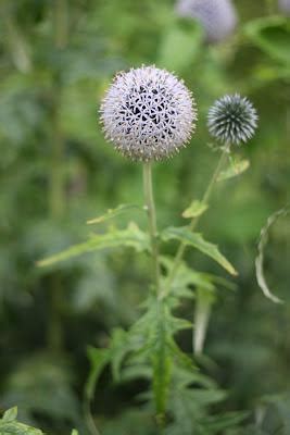 Bristol Botanic Garden - Paperblog