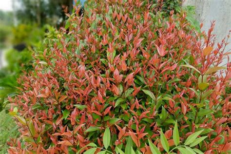 Nandina domestica 'Gulf Stream' (Heavenly Bamboo)