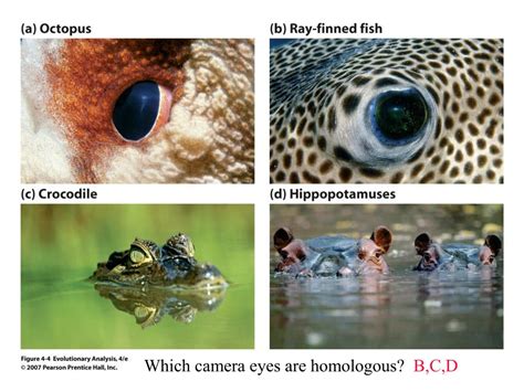 PPT - Homology vs. Homoplasy PowerPoint Presentation, free download ...