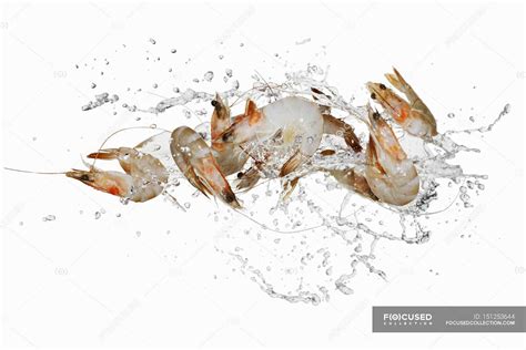 Prawns In Water