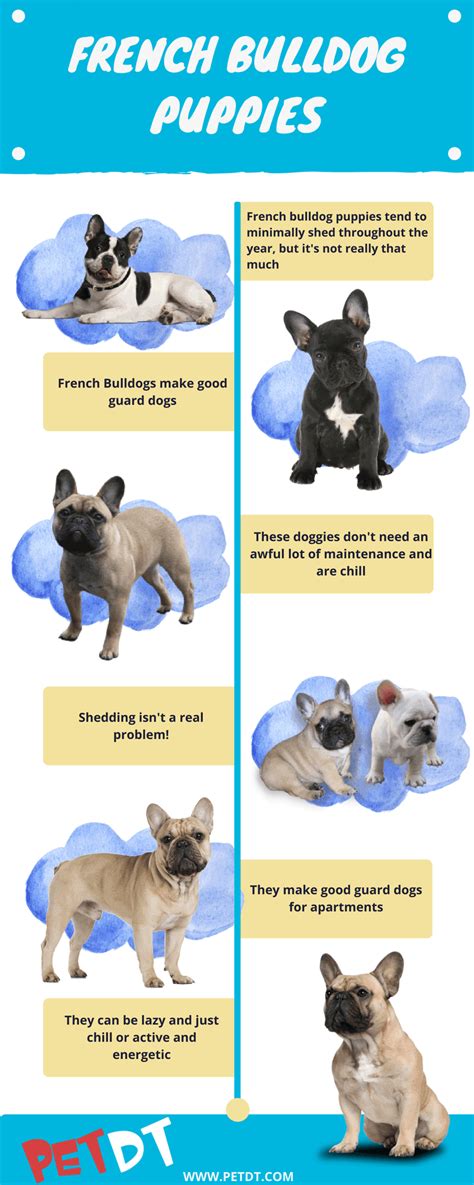 How Tall Do French Bulldogs Grow