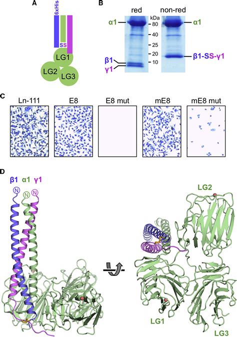 Crystal Structure Of The Heterotrimeric Integrin Binding Region Of