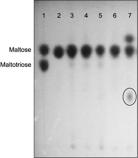 Thin Layer Chromatographic Tlc Analysis Of Culture Supernatants From