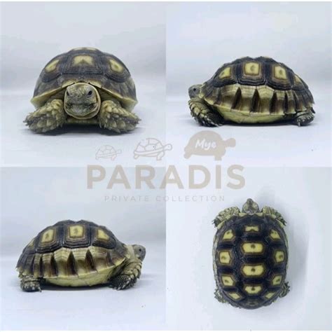 Jual Kura Kura Darat Sulcata Shopee Indonesia