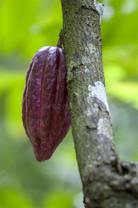 A Cocoa Bean Growing on the Branch of a Cocoa Tree Near Kandy in Sri ...